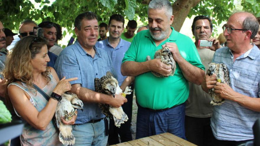 Las águilas pescadoras introducidas en el Marjal de Pego vuelan al Sáhara y el Sahel y se echan novio en la Albufera