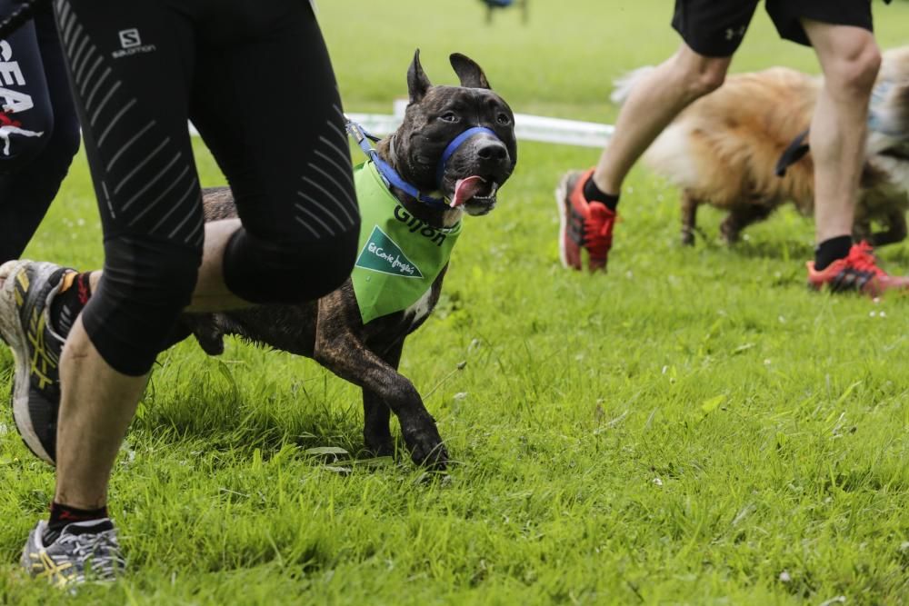 "Can We Run": Deporte, perros y solidaridad toman Gijón