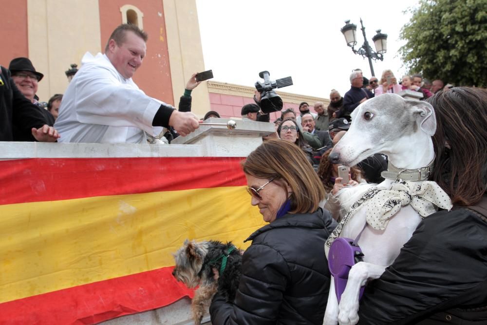 Bendición de los animales en Cartagena