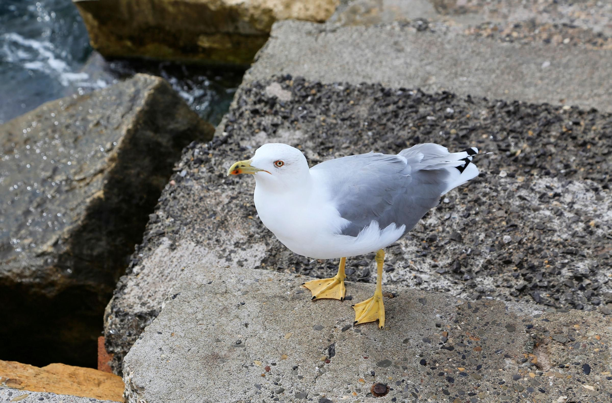 Las gaviotas patiamarillas (20 sentencias)