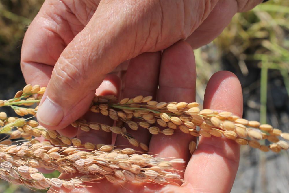 Alicante recupera el "arroz bombón", que dejó de cultivarse hace 51 años