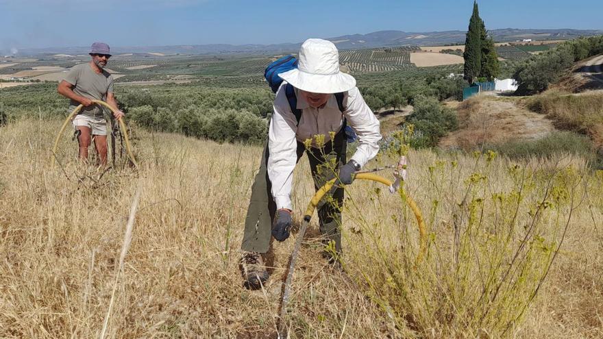 Ecologistas en Acción pide ayuda para regar zonas reforestadas en Montilla