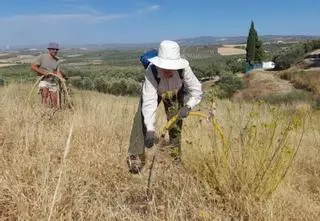 Ecologistas en Acción pide ayuda para regar zonas reforestadas en Montilla