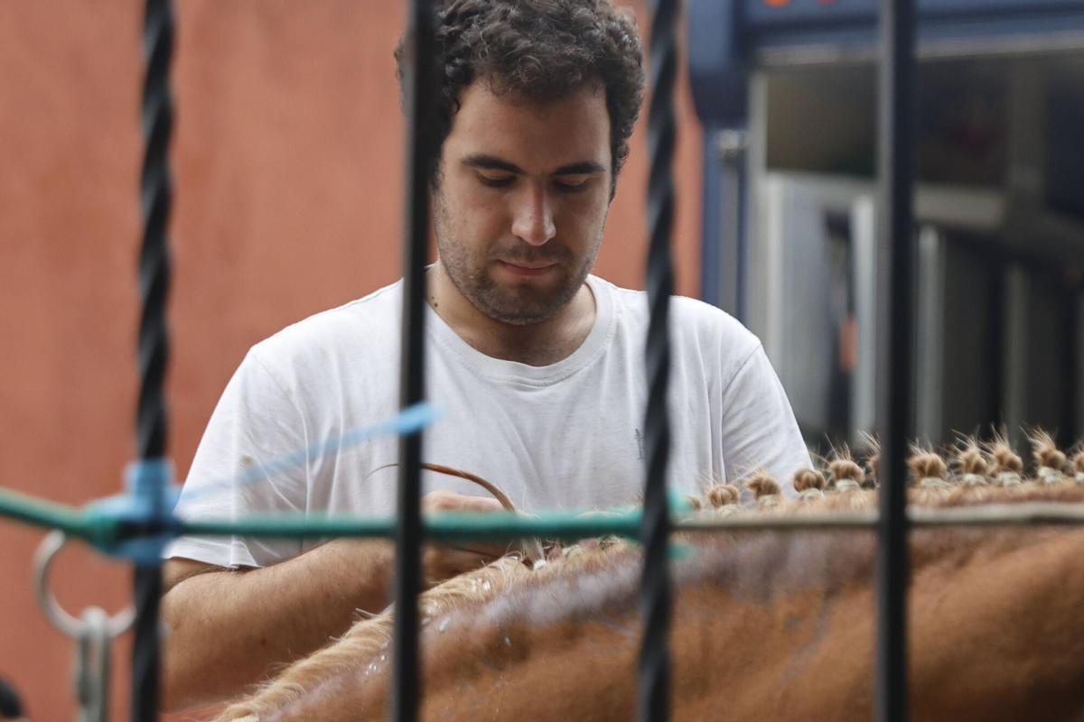 El Bibio, reportaje con los caballos de rejones. Cómo los preparan para la corrida El Bibio, reportaje con los caballos de rejones. Cómo los preparan para la corrida