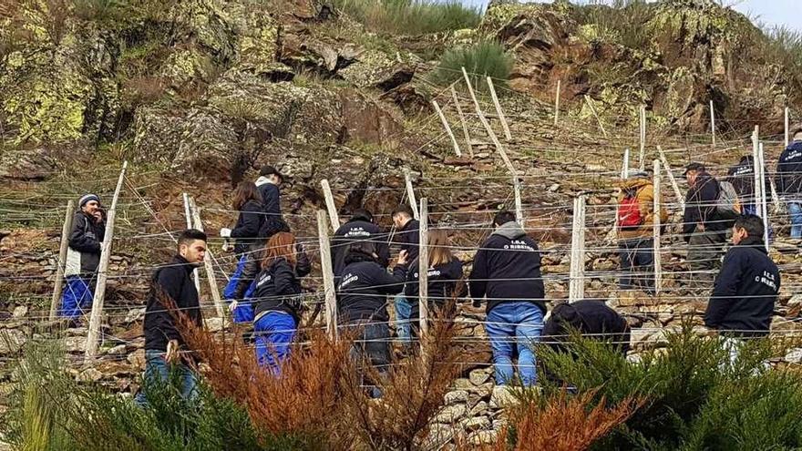 Los alumnos de O Ribeiro de prácticas en el viñedo de Os Chancís. // FdV