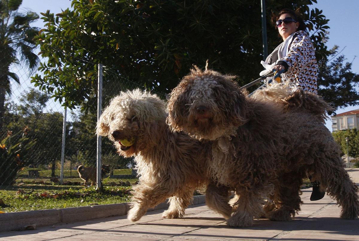 puede un perro comer ostras