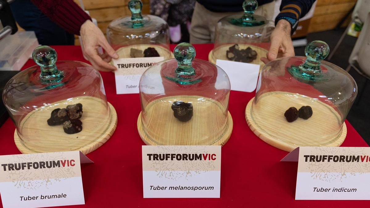 Varias trufas expuestas en una edición anterior de Trufforum celebrada en Vic.