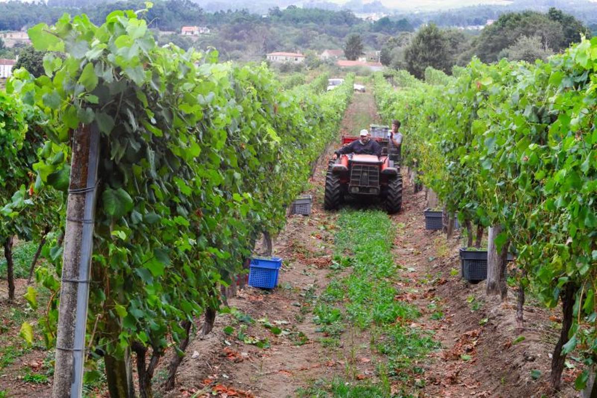 La elaboración de espumosos ocupa a las bodegas en los primeros días de vendimia.