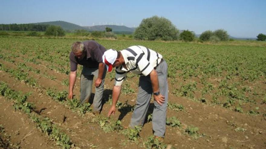 Dos agricultores en Santa María de la Vega en una imagen tomada hace un año.