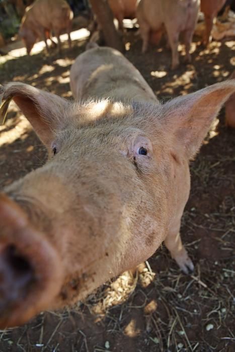 Auf Can Frau in Son Espanyol lässt Xisco Menguiano die Jungschweine unter Bäumen weiden und füttert gesunde Kost.
