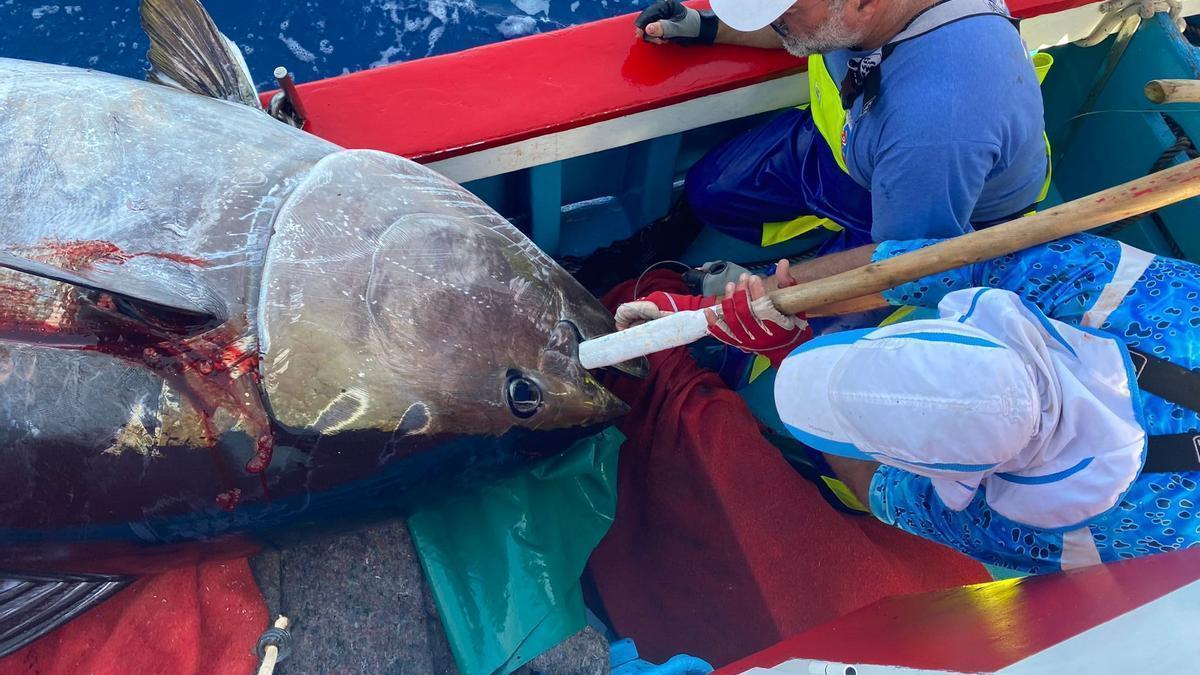 Dos pescadores canarios capturan un ejemplar de atún rojo.