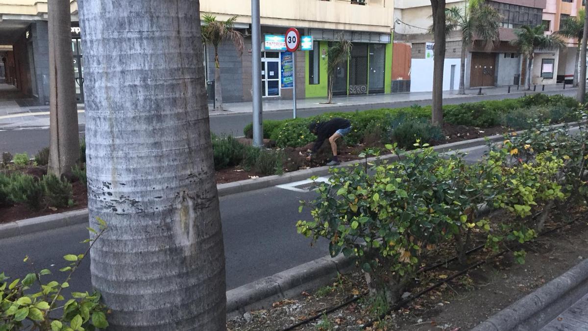 Un hombre pillado arrancando plantas en una zona ajardinada de la calle Venegas