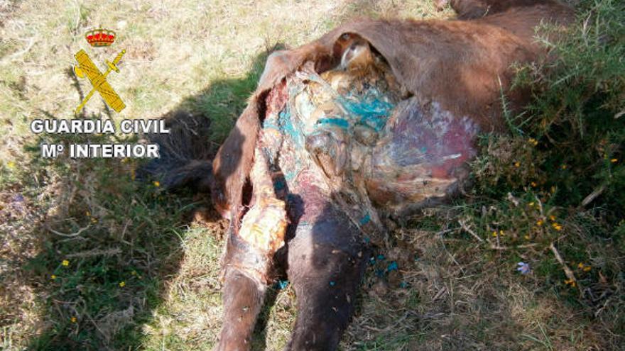 El cadáver del caballo sobre el que esparcieron el veneno para lobos, en Vimianzo.// GC