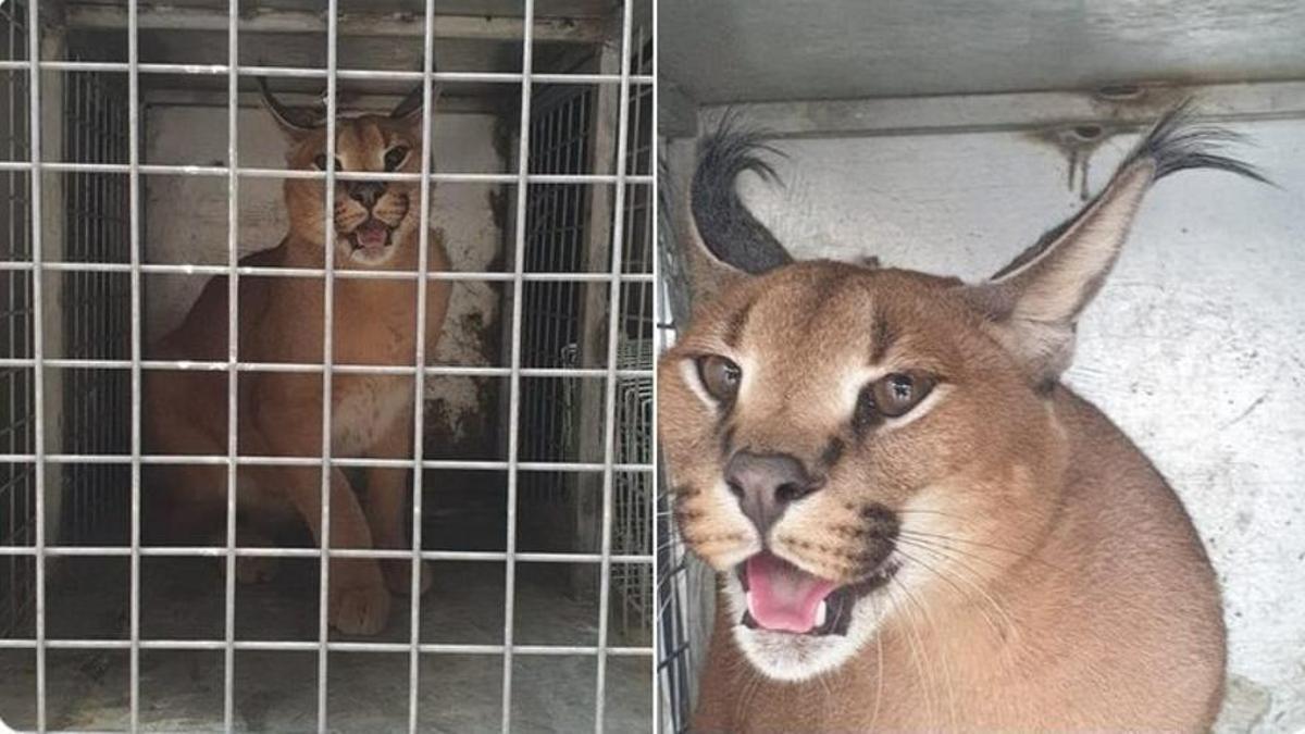 Así es el caracat: mitad lince africano y mitad gato