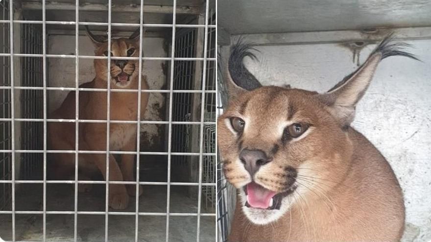 La familia que vive con un gato caracal salvaje de 25 kilos