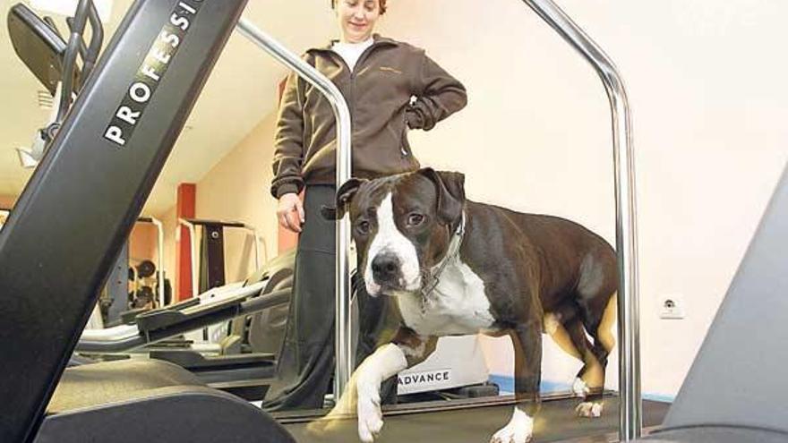 Yang corre en la cinta del gimnasio Penta, ante la mirada de Loli, la madre de su propietaria.