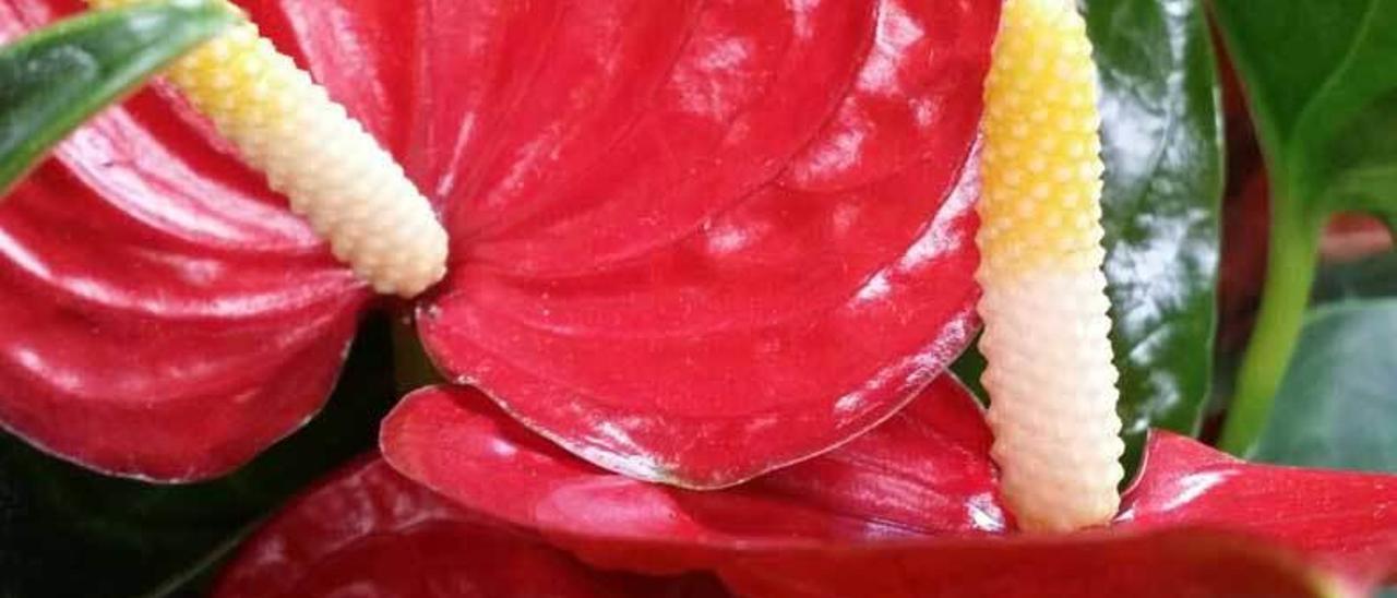 Flor de &quot;Anthurium&quot;.