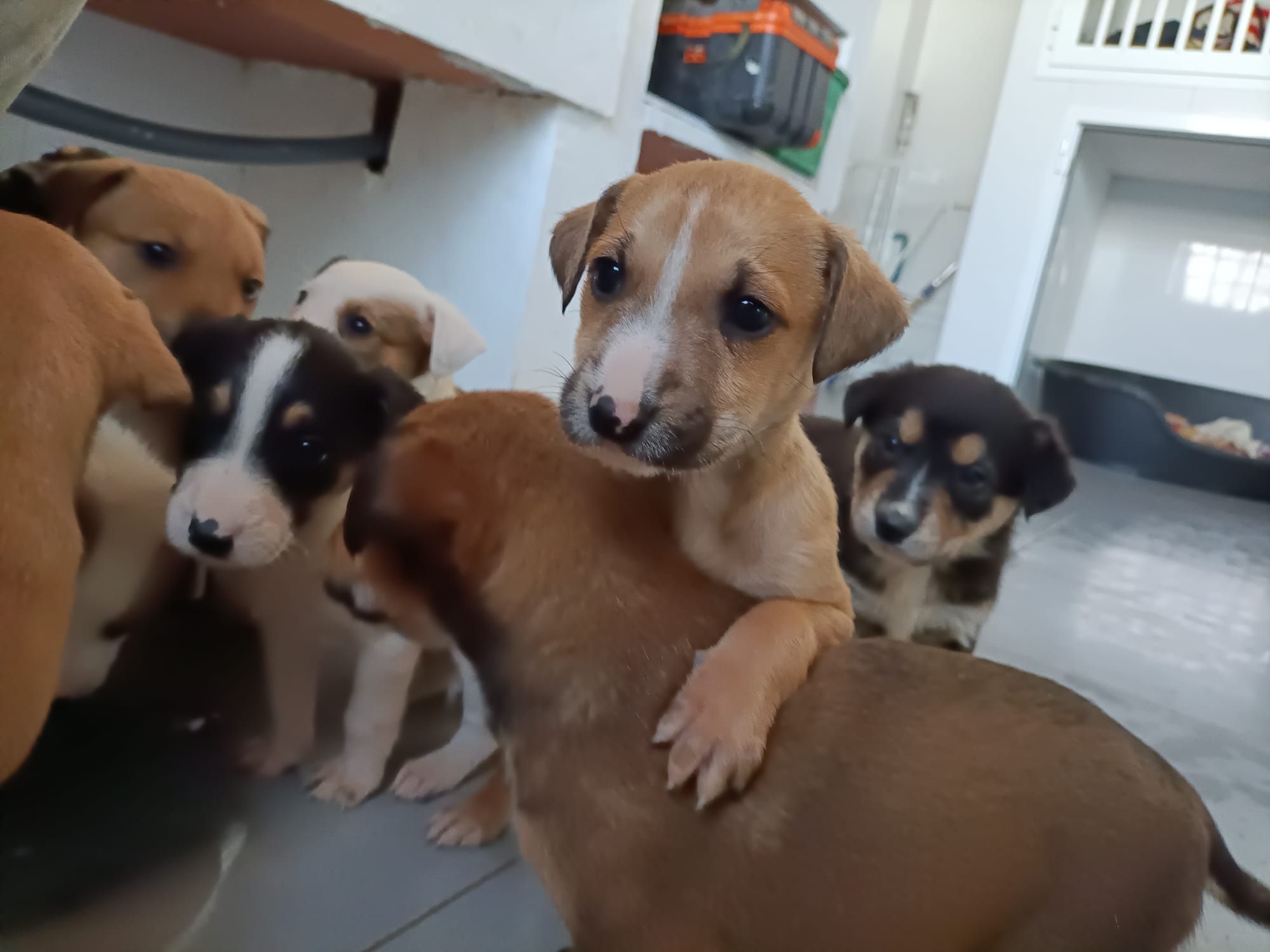 Abandonan a diez cachorros a la intemperie frente a la protectora de animales de Xàtiva