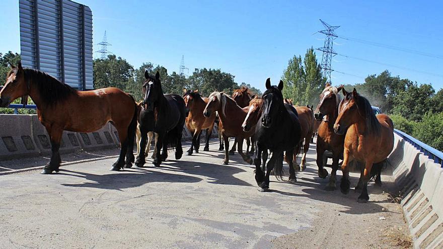 Los caballos atraviesan un viaducto en su camino. | A. S.