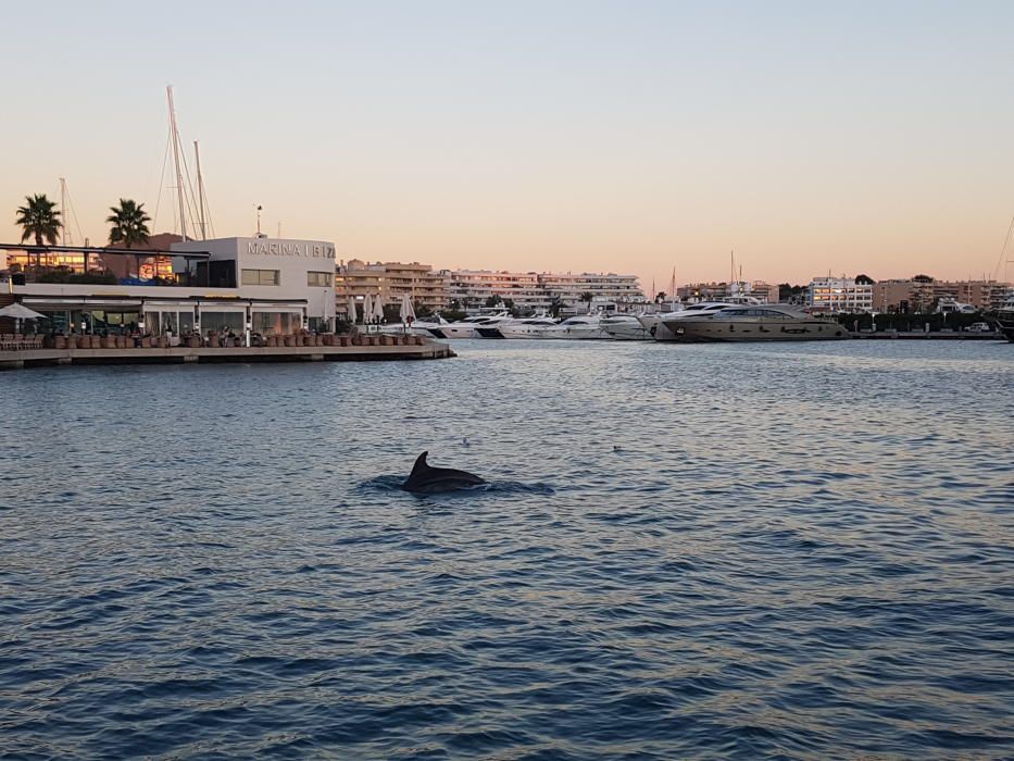 Delfines en Ibiza