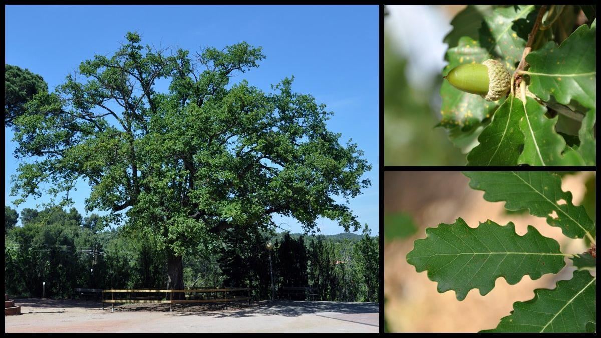 roble roure bruguers gavà