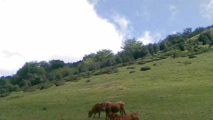 Vacas pastando en un monte público de Aller.