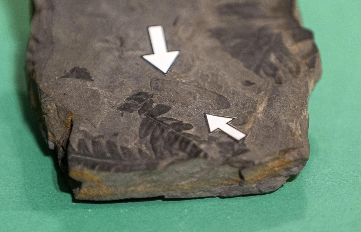 La nueva pieza del Museo Paleontológico de Elche procede de una mina de carbón de León