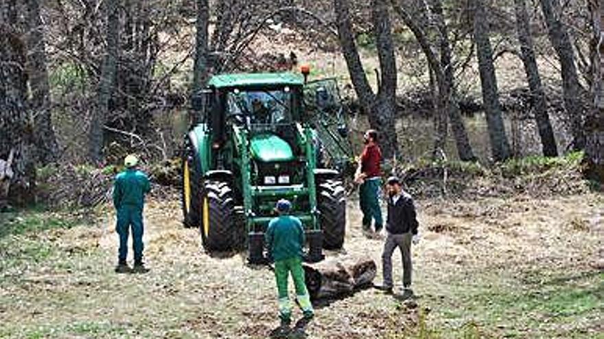 Trabajos selvícolas en Sanabria, actividad sobre la que habrá un curso. S.