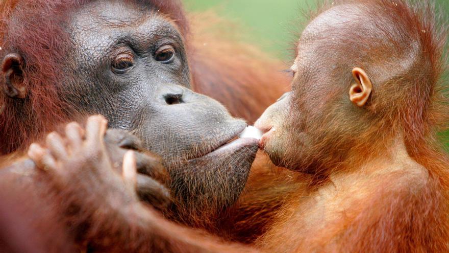 Los orangutanes se comunican mediante un lenguaje más parecido al humano de lo que se creía