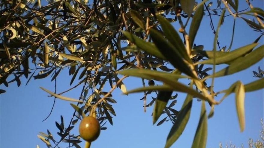 El arancel de EEUU a las aceitunas afecta a los agricultores extremeños