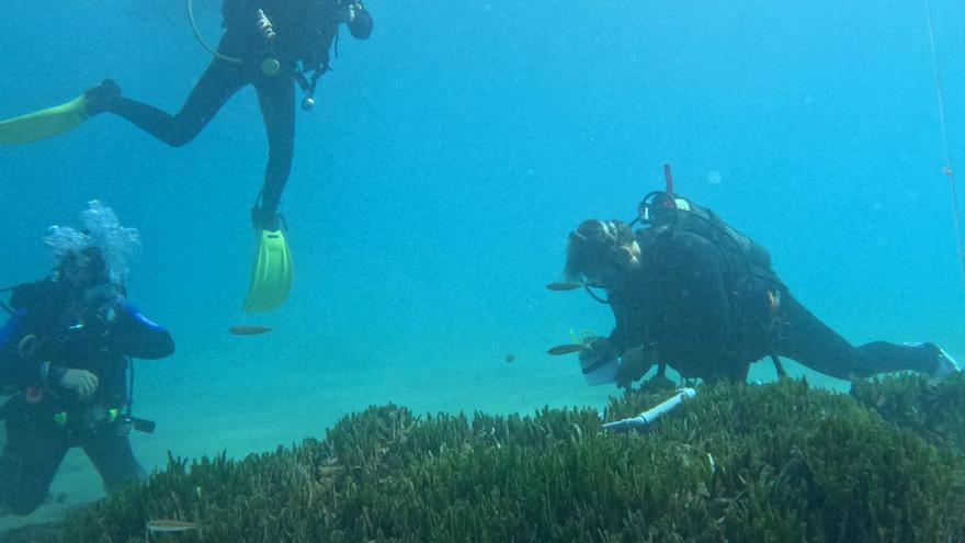 Más de 50 submarinistas de diez clubes de buceo han participado en el estudio.