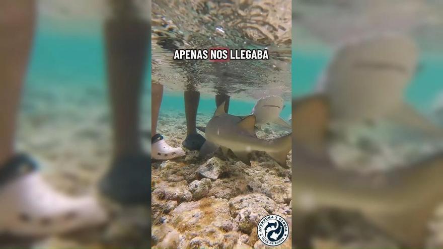De Gran Canaria a Cabo Verde: la bahía de los tiburones sorprende con un "jefe" inesperado