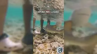 De Gran Canaria a Cabo Verde: la bahía de los tiburones sorprende con un "jefe" inesperado