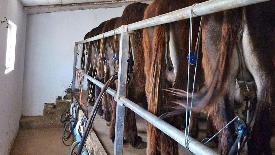 Ordeño mecánico de burras para la comercialización de la leche.