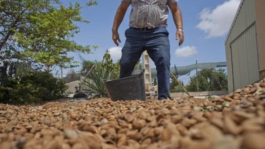 Un agricultor vigila su producción en Alicante.