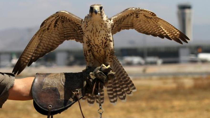 Uno de los halcones del servicio de cetrería que vigilan diariamente el aeropuerto de Málaga con la misión de que ningún ave invada la pista durante el despegue y aterrizaje de los aviones .