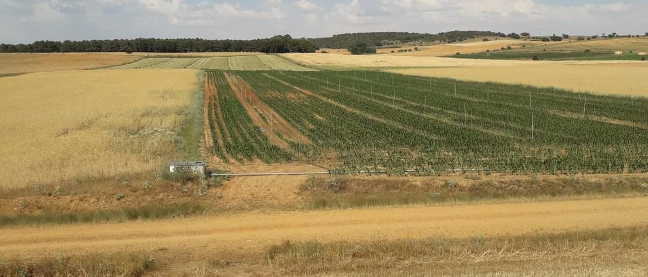 Tierras de cultivo en la comarca de Tábara