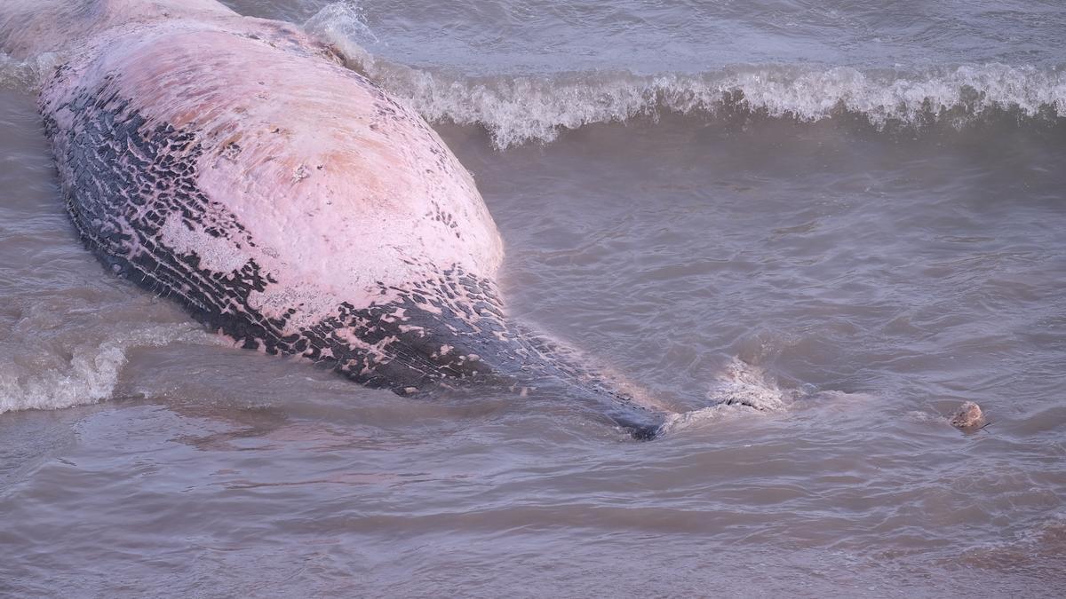 Aparece una ballena muerta en Guardamar