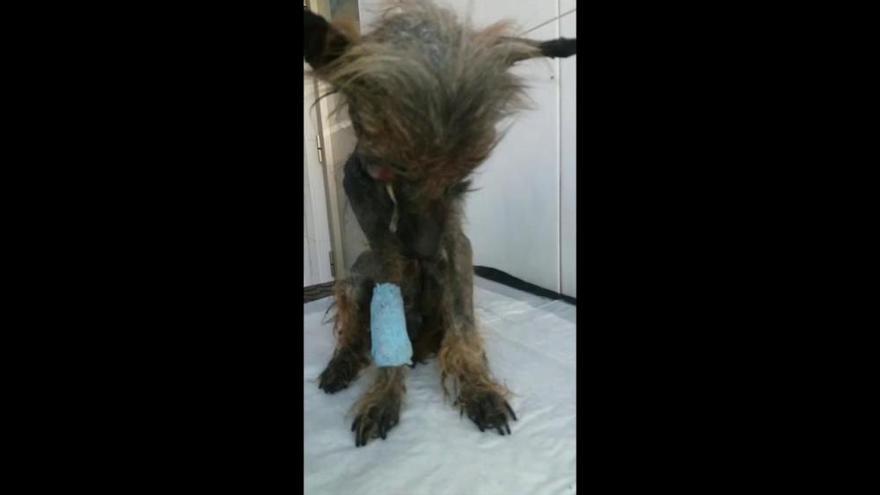 El Ayuntamiento de Torrevieja busca al autor del maltrato de este perro