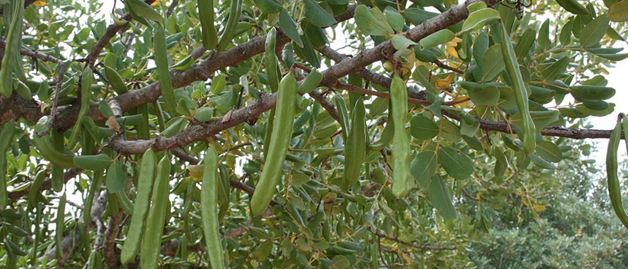 Un algarrobo en el campo