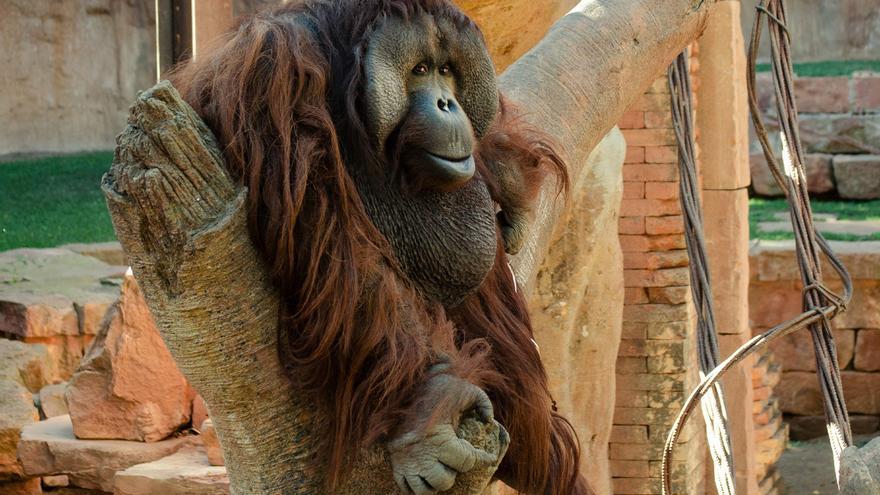 Peek, el orangután de Borneo que ha fallecido en Bioparc