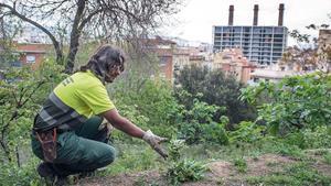 Un jardinero del Ayuntamiento de Barcelona en el parque del Mirador del Poble Sec.