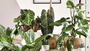 Algunas variedades de Plantes Pour Tous.
