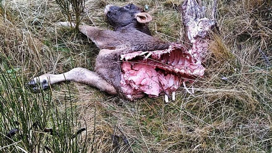 Restos de uno de los terneros deborados por el lobo en Sanabria. | A. S.