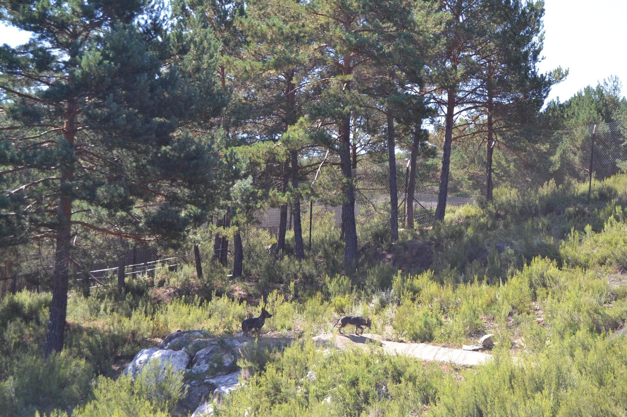 Las mejores imágenes de la visita del consejero al Centro del Lobo de Robledo de Sanabria