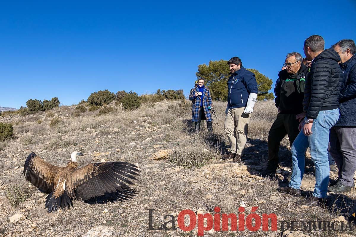 Suelta de dos buitres leonados en la Sierra de Mojantes en Caravaca