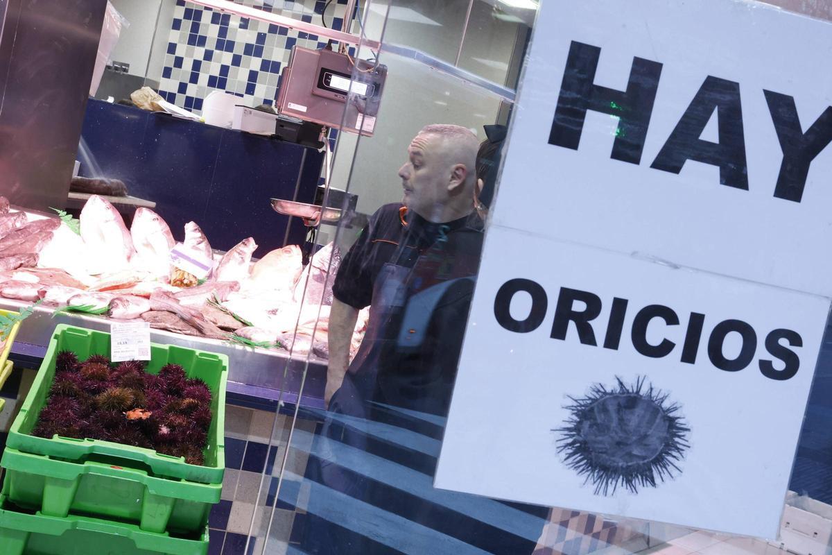 Los primeros oricios asturianos llegan a El Llano a precio de lujo: “Están caros, pero van a volar”