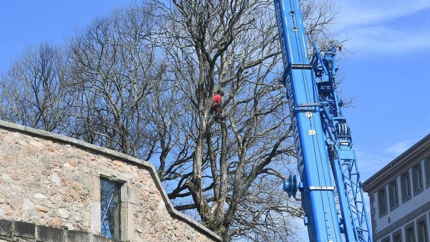 Tala de olmos afectados por grafiosis