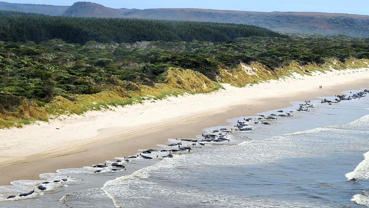 Unas 230 ballenas aparecen varadas en una playa de Tasmania