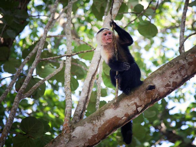 Monos capuchinos o carablanca Costa Rica